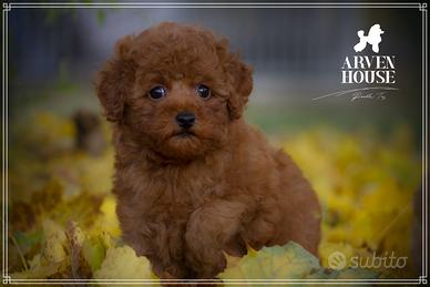 Allevamento ARVEN HOUSE BARBONCINO NANO TOY