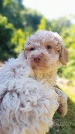 Cane CUCCIOLO LAGOTTO ROMAGNOLO