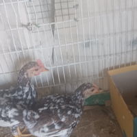 Vendere coppia di pulcini a 30 l una