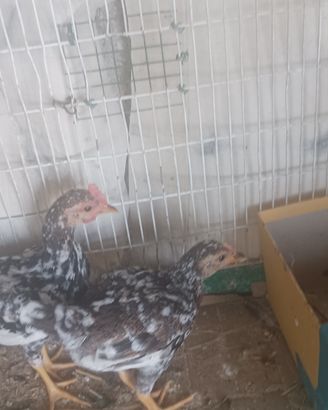 Vendere coppia di pulcini a 30 l una