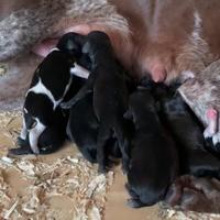 Bracco Pointer/ Working Cocker da Tartufi