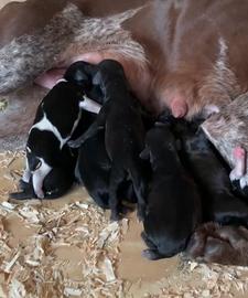 Bracco Pointer/ Working Cocker da Tartufi