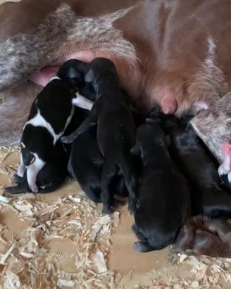 Bracco Pointer/ Working Cocker da Tartufi