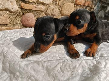 Pinscher toy fulvi e neri