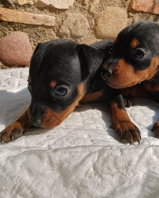 Pinscher toy fulvi e neri