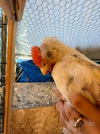 Gallo marans splash