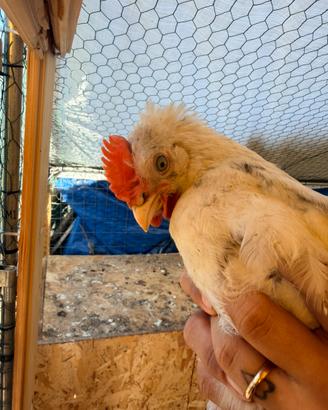 Gallo marans splash