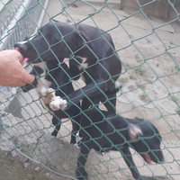 Cucciola Meticcio nera