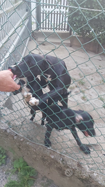 Cucciola Meticcio nera