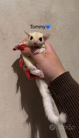 Petauri dello zucchero