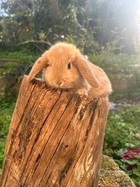 Conigli ariete nano minilop