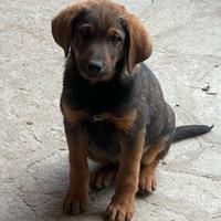 Cani cuccioli