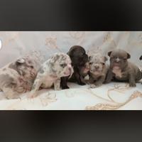 Disponibili cuccioli di bulldog francesi esotici