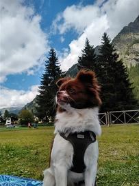 Accoppiamento chihuahua