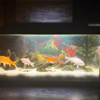 Acquario con accessori e pesci