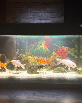 Acquario con accessori e pesci