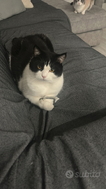 Badante Oss notturna