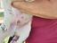 Immagine 6
