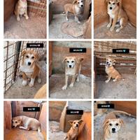 Borek berry barney bambi