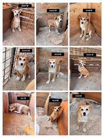 Borek berry barney bambi