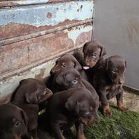 Cuccioli di doperman