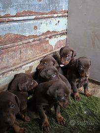 Cuccioli di doperman