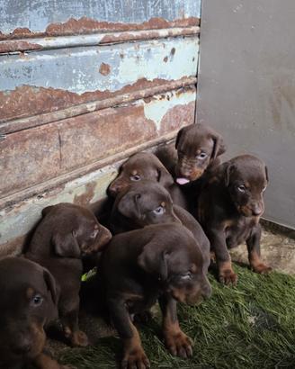 Cuccioli di doperman