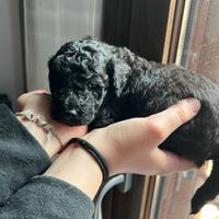 Barboncino nano con pedigree