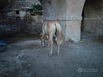 Cavallina