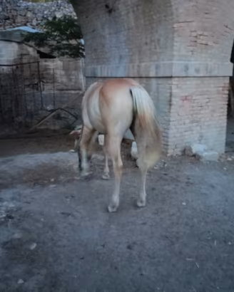 Cavallina