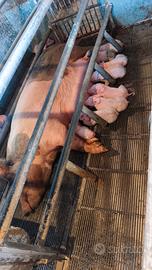 verro e scrofa gravida 