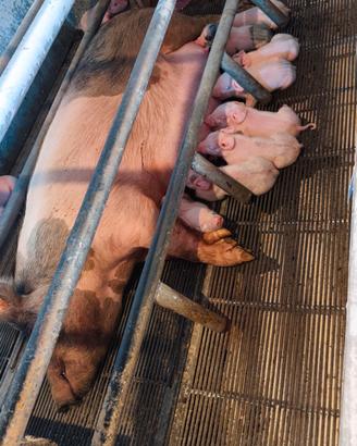 verro e scrofa gravida 