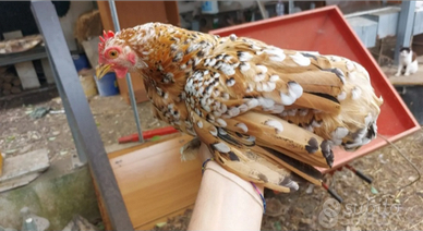 Cocincina nana Millefiori