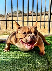 American bully micro