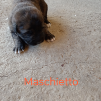 Si cedono cuccioli di incrocio tra maremmano e pas