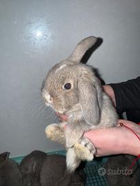 Coniglio ariete nano mini loop blu fata perlato