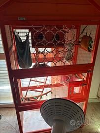 Petauri dello zucchero