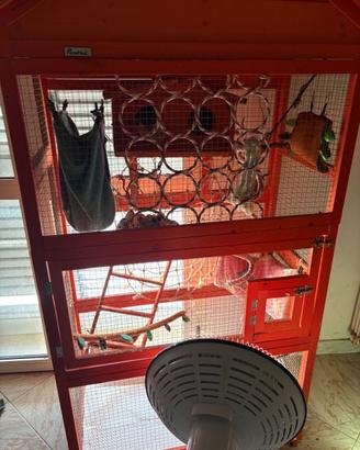 Petauri dello zucchero