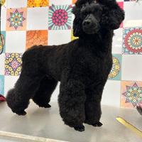 Barbone medio Disponibile per monta