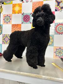 Barbone medio Disponibile per monta