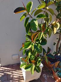 Ficus con vaso