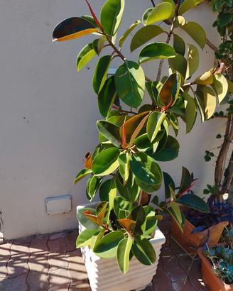 Ficus con vaso