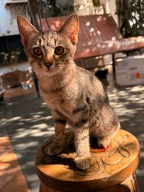 Splendido gattino