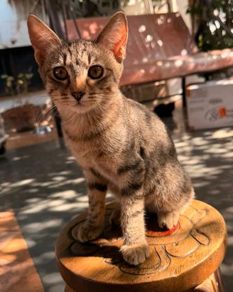 Splendido gattino