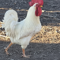 ? gallo