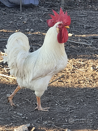 ? gallo