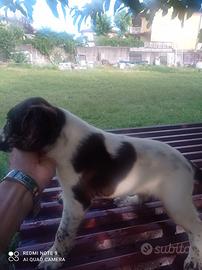 Cucciolo springer