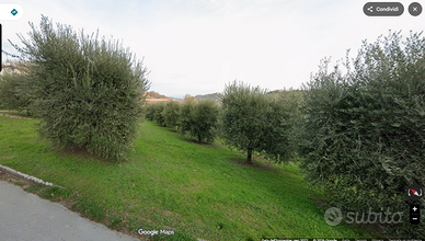 Olive da raccogliere 20 q.li - Lapedona (Fermo)