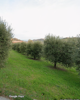 Olive da raccogliere 20 q.li - Lapedona (Fermo)