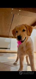 cucciola Golden Retriever linea americana 